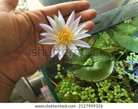 Mini water lily in aquarium