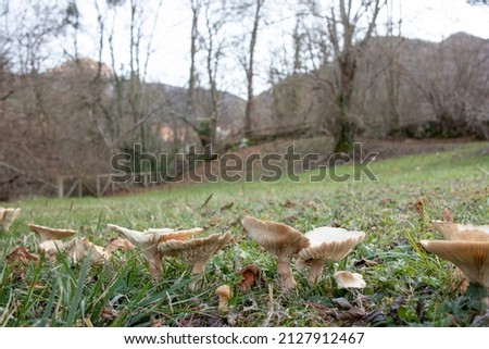 run of mushrooms in a meadow surrounded by trees