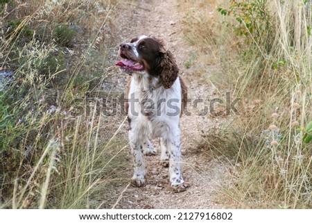 brown springer spaniel hunting dog in the woods. High quality photo