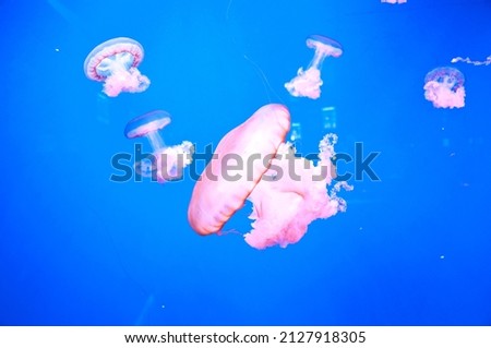 many jellyfish on water background. neon and fluorescent medusa.