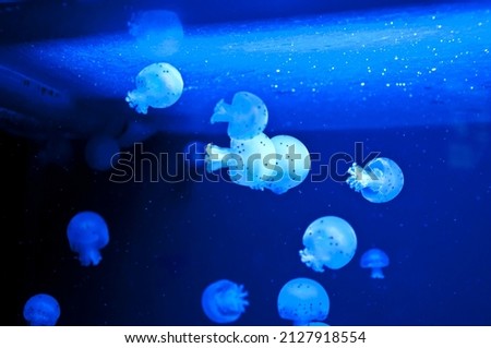 jellyfish animal on water background. underwater life in ocean and sea.