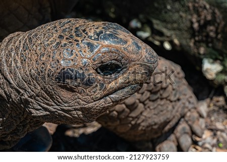 Close up of Aldabra giant tortoise, Turtle in Zanzibar, Tanzania.