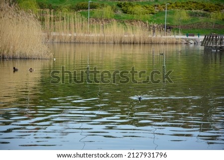 ducks in the lake in spring season