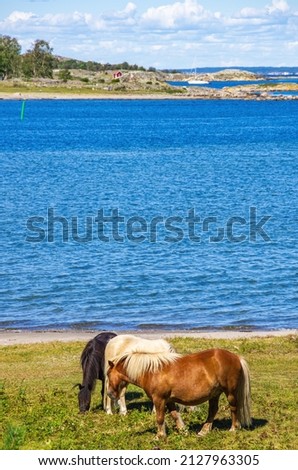 Free-roaming ponies grazing on the North shore of South Koster Island (Sydkoster), Bohuslän, Västra Götalands län, Sweden. Royalty-Free Stock Photo #2127963305