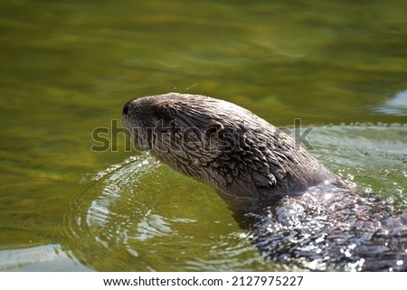 A closeup shot of an adorable otter swimming in a lake