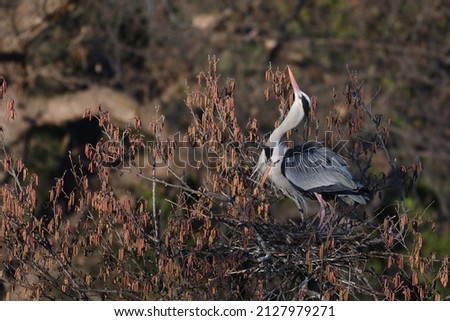 The grey heron (Ardea cinerea) is a long-legged wading bird of the heron family, Ardeidae, native throughout temperate Europe and Asia and also parts of Africa. A couple preparing the nest.