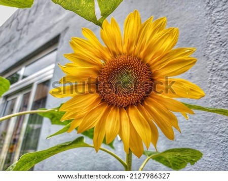 

A beautiful sunflower in nature