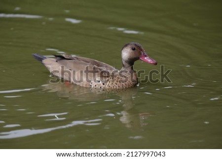 Beautiful ducks in the pond with nature background.
