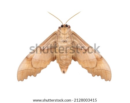butterfly moth isolated on white background