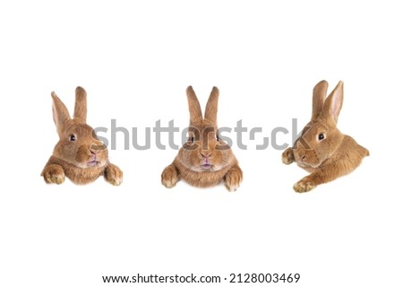 Easter bunnies for your design isolated on white background