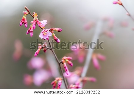 Macro closeup of pink soft cherry blossom sakura tree flowers in early spring with buds blooming opening in Takayama, Gifu Prefecture, Japan in Japanese garden shallow depth of field