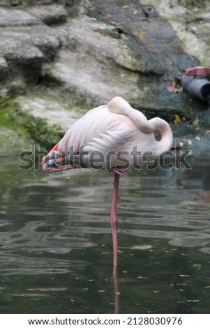 Greater Flamingo Sleeping With Background

This photo was taken in Vietnam.