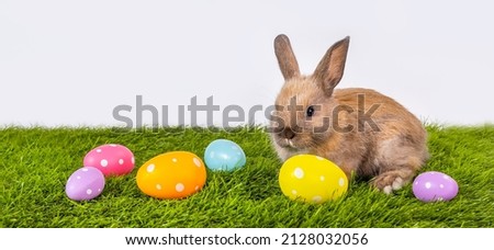 Rabbit with Easter eggs on the green grass