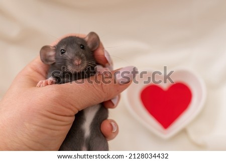 A small black rat with white spots on its belly in a female hand with a manicure. On a light background. Valentine's day concept, cute picture