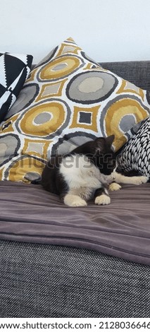 black and white cat on sofa