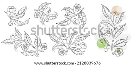Hand drawn blooming branches of tea plant with flowers. Botanical elements for designing illustrations, decorations and logo. Set of vector elements isolated on white background. EPS 10