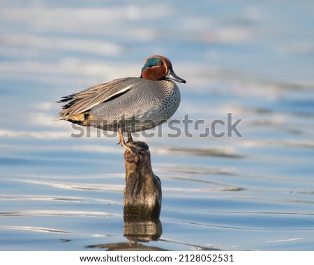 The Eurasian teal, common teal, or Eurasian green-winged teal is a common and widespread duck which breeds in temperate Eurosiberia and migrates south in winter.