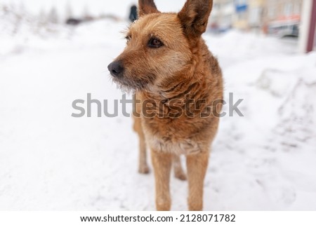 A stray dog in winter. A portrait of large mixed-breed stray dog Sheepdog off to the side against a winter white background. Copy space. The dog's eyes search for its owner.