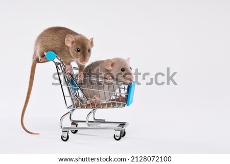 Pets. Two domestic rats with a cart from a supermarket on a light background. High quality photo