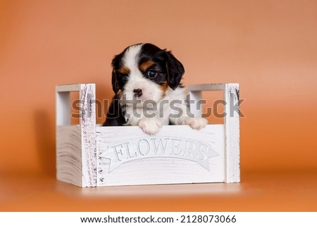newborn Puppy Cavalier King Charles Spaniel on a brown background