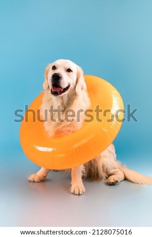 Portrait of calm healthy dog sitting on the floor in swim ring isolated over blue studio background wall. Cute furry golden retriever resting and posing, free copy space, banner. Domestic Pet Concept