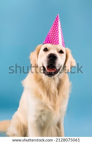 Adorable golden retriever wearing party hat having birthday, sitting on the floor isolated on blue studio background wall, vertical portrait. Cute pet dog enjoying festive occasion celebrating holiday Royalty-Free Stock Photo #2128075061