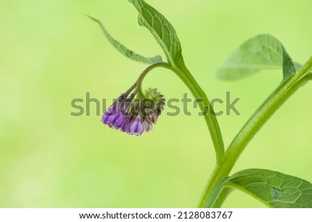 Flower purple of a comfrey on green blurred background. 