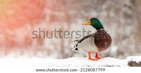 portrait of a duck in a winter public park in the rays of sunlight. Duck birds are standing or sitting in the snow. Migration of birds. Ducks and pigeons in the park are waiting for food from people