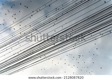 Flock of birds flies over electric wires against the background of the evening sky 