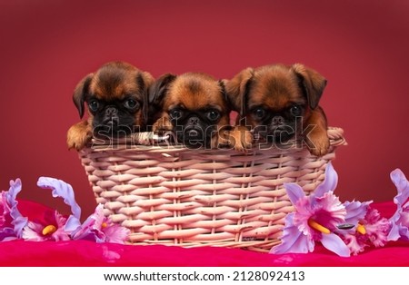 portrait of three dogs Brussels griffon puppies sitting in a basket on a red background with flowers