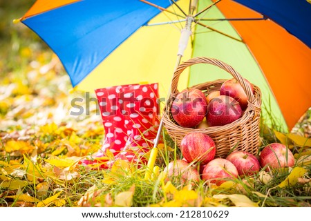 Autumn fruits outdoors. Basket of red apples. Thanksgiving holiday concept