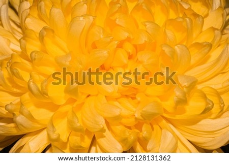 Vivid orange Chrysanthemum petals, macro shooting