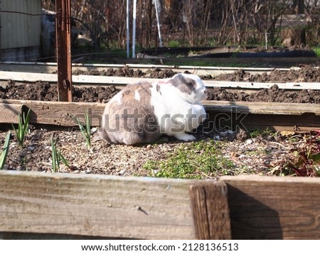 Rabbit sits on a bed of early green grass and basks in the rays of the warm spring sun.