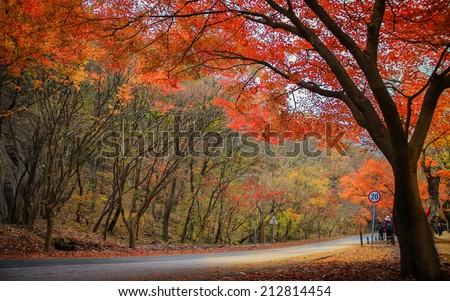 Autumn color in Naejangsan national park, South korea Royalty-Free Stock Photo #212814454