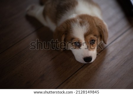 Cute puppy welsh corgi pembroke at home