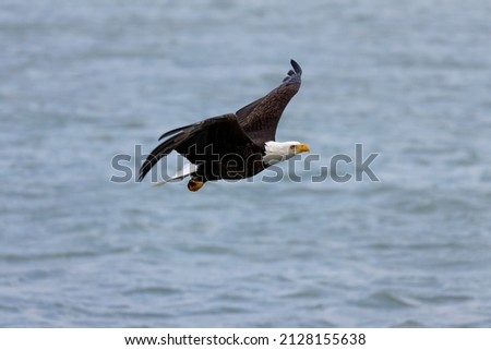 The Bald eagle (Haliaeetus leucocephalus) in flight