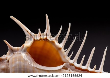 Seashell spikes on a black background.