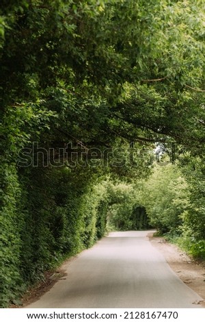 An asphalt road leading through a large living tunnel of trees.
