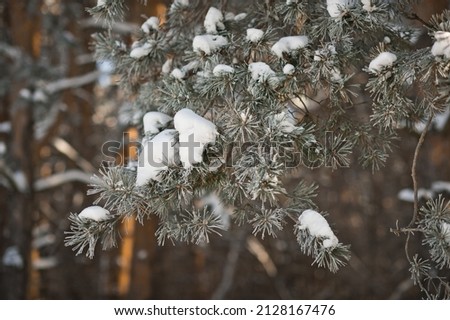Accumulations of snow on the branches of pine paws.