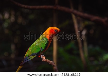 Colorful  Birds from amazon rainforest and iguazu region in brazil tropical weather winged birds 