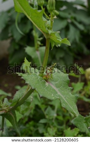 Sonchus oleraceus is a species of flowering plant in the dandelion tribe Cichorieae of the Daisy family Asteraceae. It has many common names including common, annual, or smooth sowthistle Royalty-Free Stock Photo #2128200605