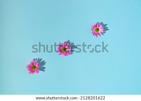 Pink daisy flowers pattern on blue background. Lovely minimal spring concept.