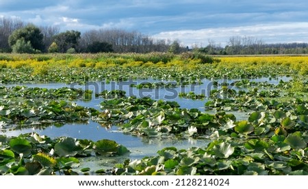 Marsh waters with lily pads in the pond Royalty-Free Stock Photo #2128214024