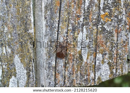 The bedbug Coreus marginatus sits on an old board in the garden. Coreus marginatus is a herbivorous species of true beetle in the family Coreidae.