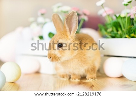 Easter red-haired little rabbit sits cheerfully on the kitchen table near a basket with flowers, daisies and Easter eggs. Against the backdrop of a home kitchen interior with sunlight and copy space