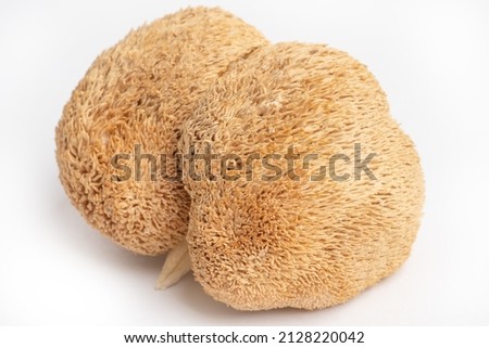 Dried Lion's Mane mushrooms or Hericium Erinaceus also called bearded tooth fungus, monkey head mushroom, yamabushitake Royalty-Free Stock Photo #2128220042