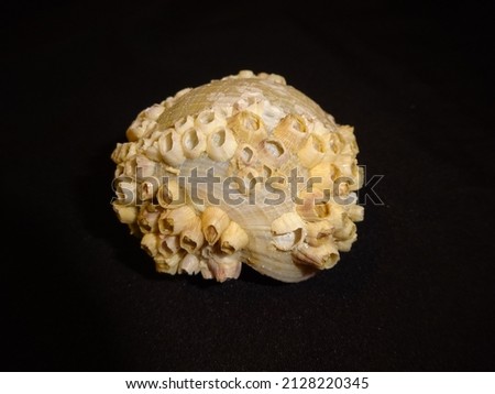 Assorted Seashells Isolated Shell Study