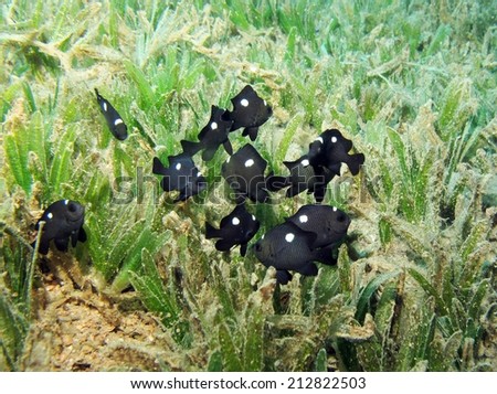 Juvenile three-spot dascyllus damselfish schooling in seagrass
