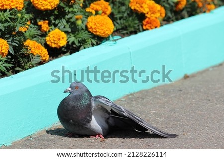 A pigeon is sitting on the asphalt. City bird. The pigeon eats bread. A wounded bird.