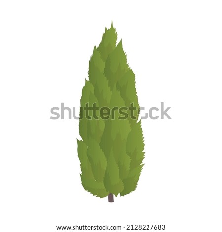 Realistic dense green spruce on white background - Vector illustration